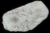 Hadrosaur Foot Bone - Alberta (Disposition #-) #100513-1